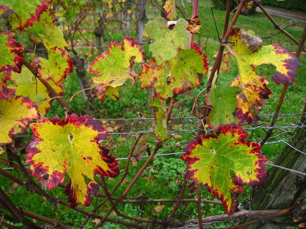 La Cave de Mézin - Les couleurs du feuillage d'automne