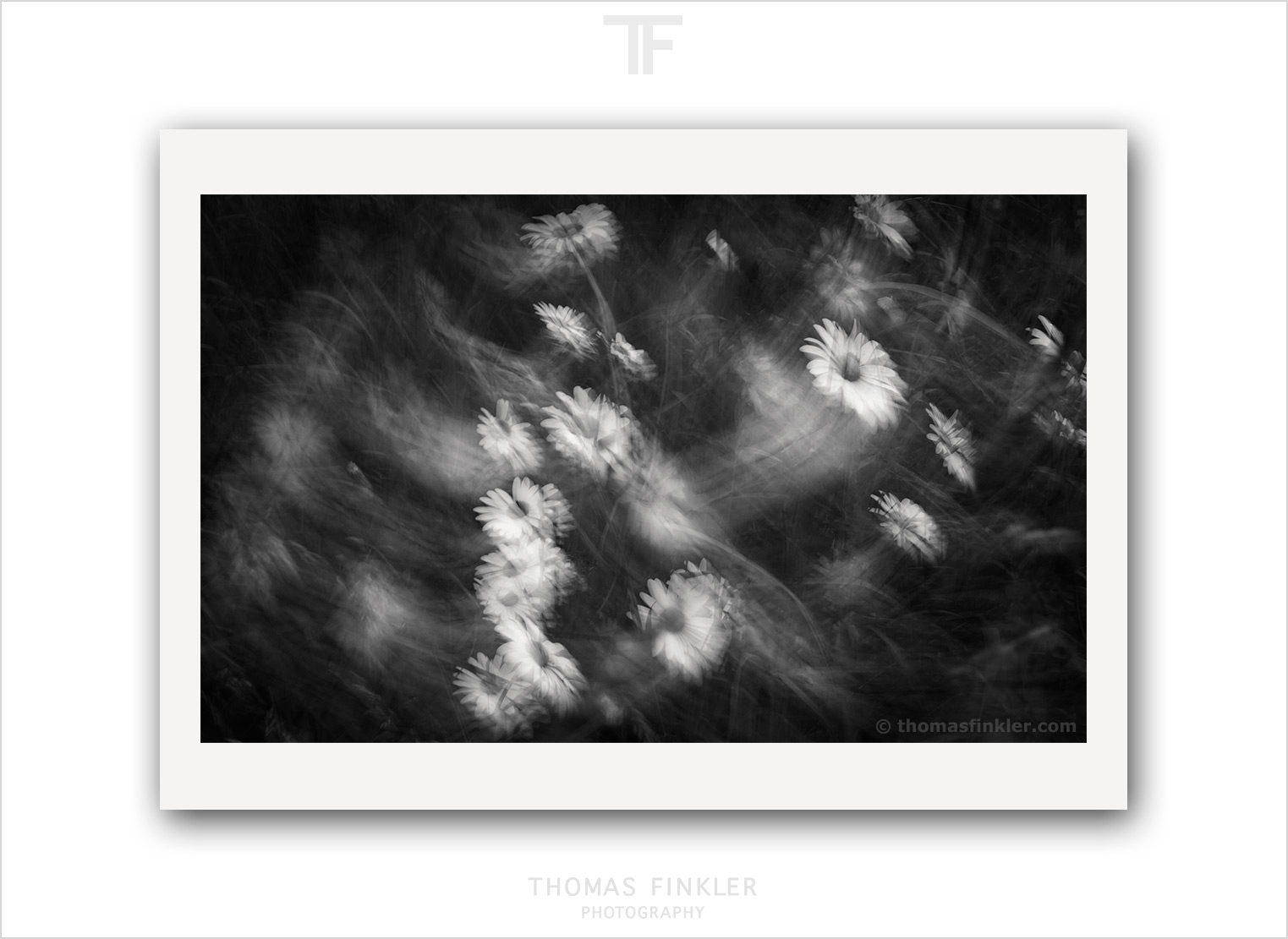 Gallery Monochrome Studio Nature Thomas Finkler Photography