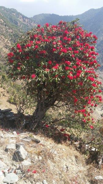 Rhododendren