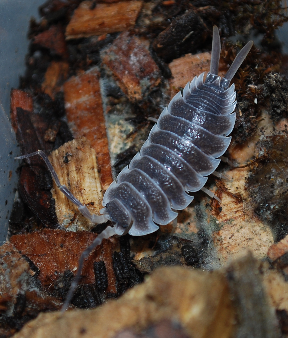 Porcellio hoffmannseggi Tribehouse Garnelen