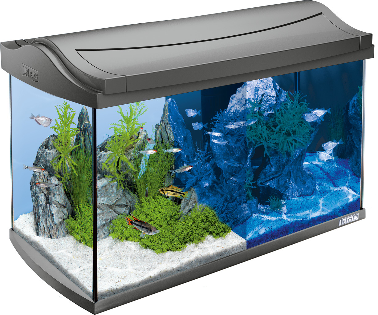 Tetra AquaArt LED Aquarium 60L Tropical Tribehouse Garnelen