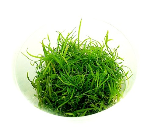 Cryptocoryne crispatula var. tonkinensis - Tonkin ...