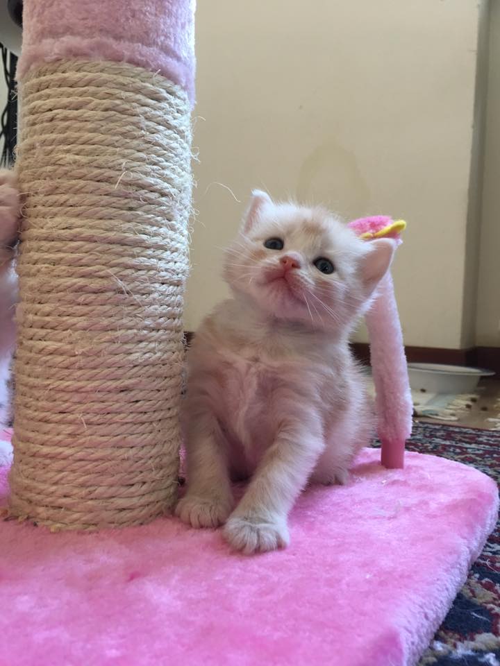 BELLA