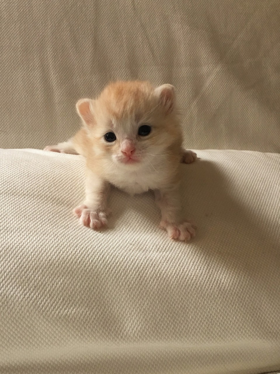 bowie