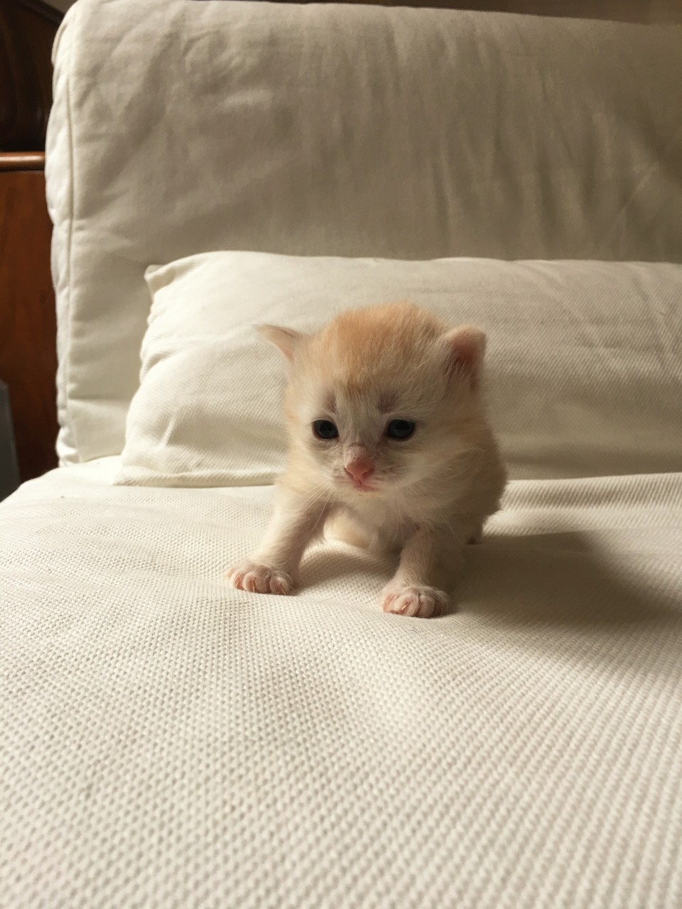 bowie