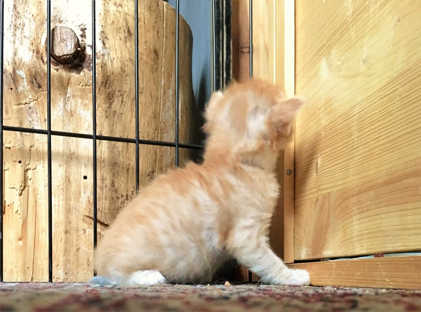 bono