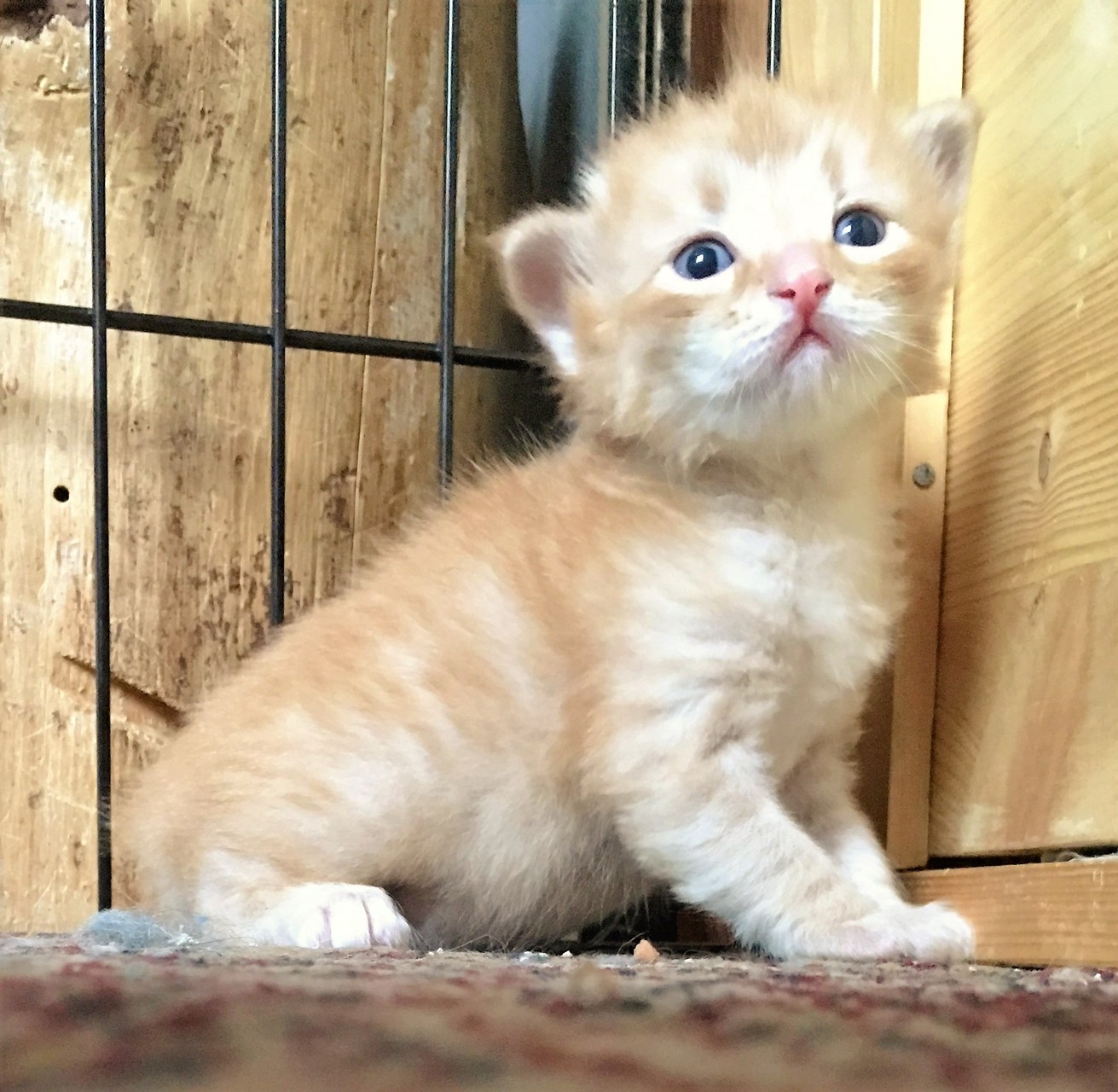 bono