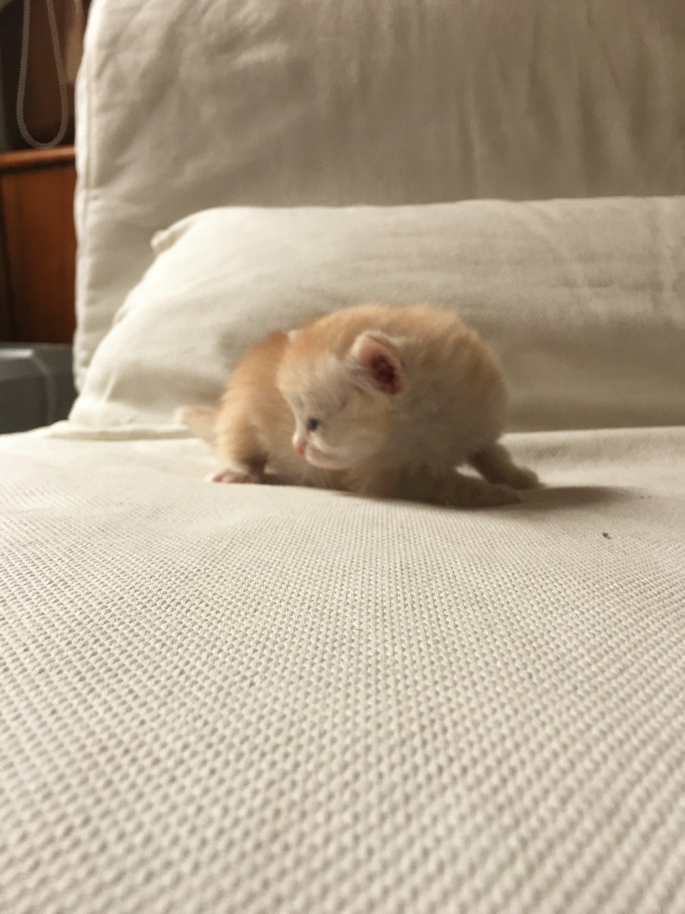 bowie