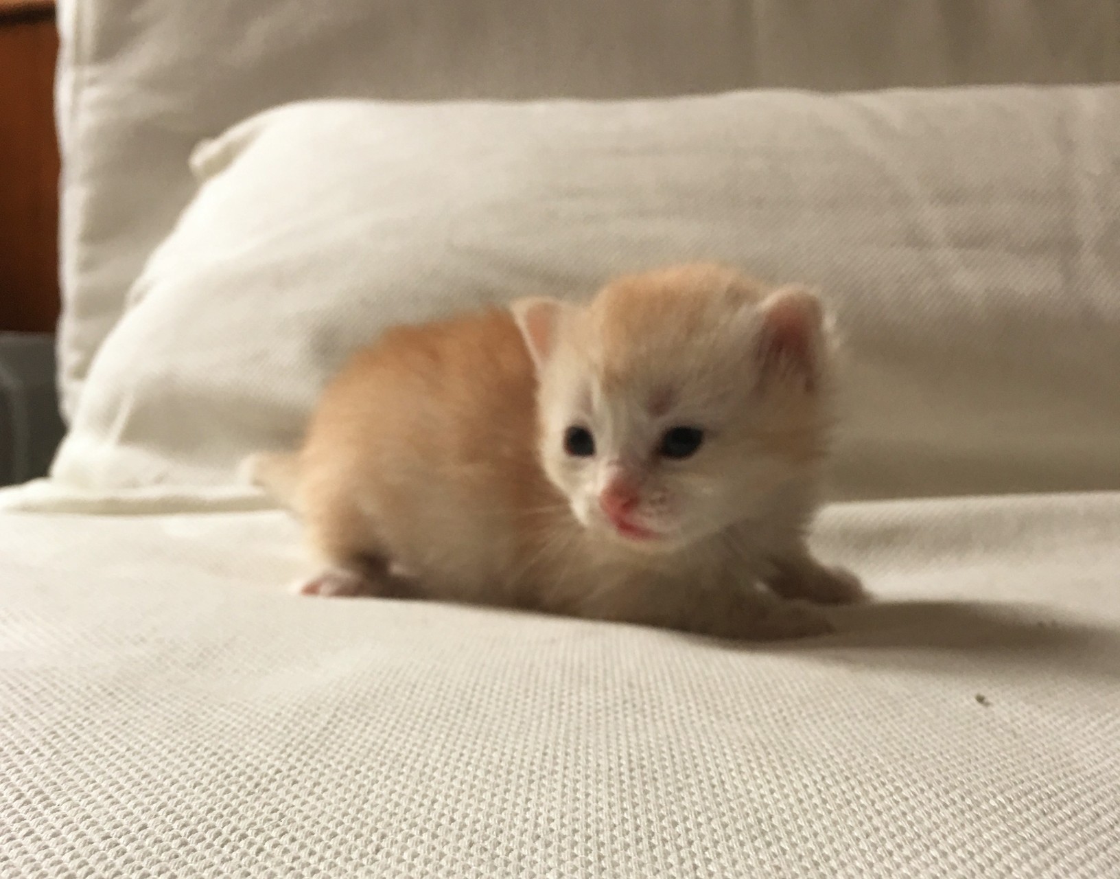 bowie