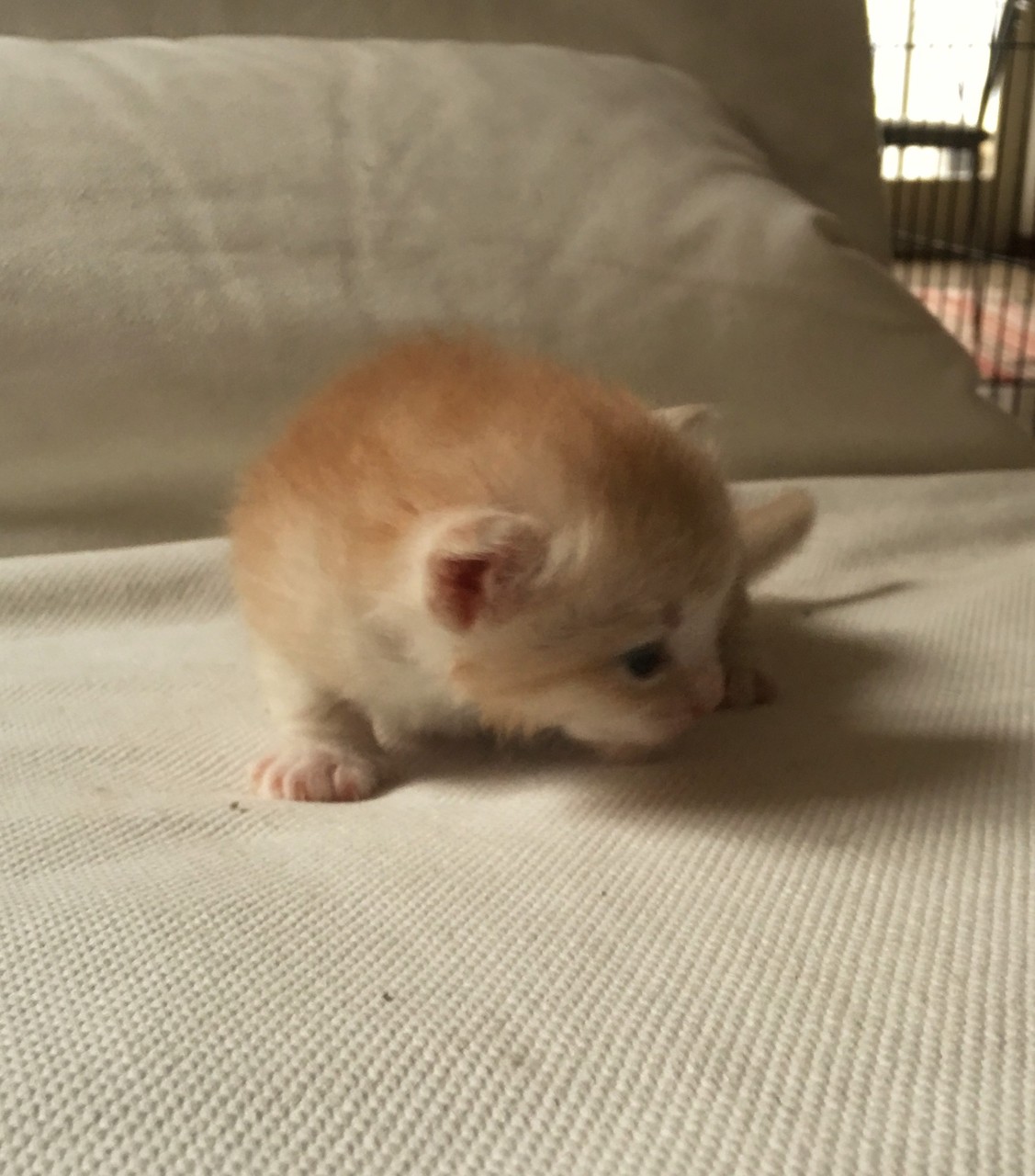 bowie