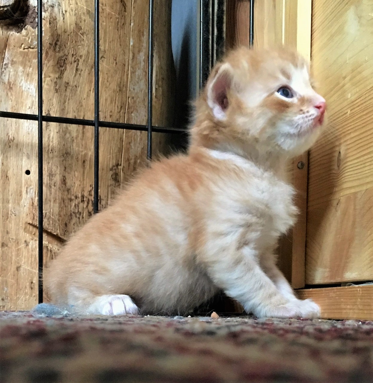 bono