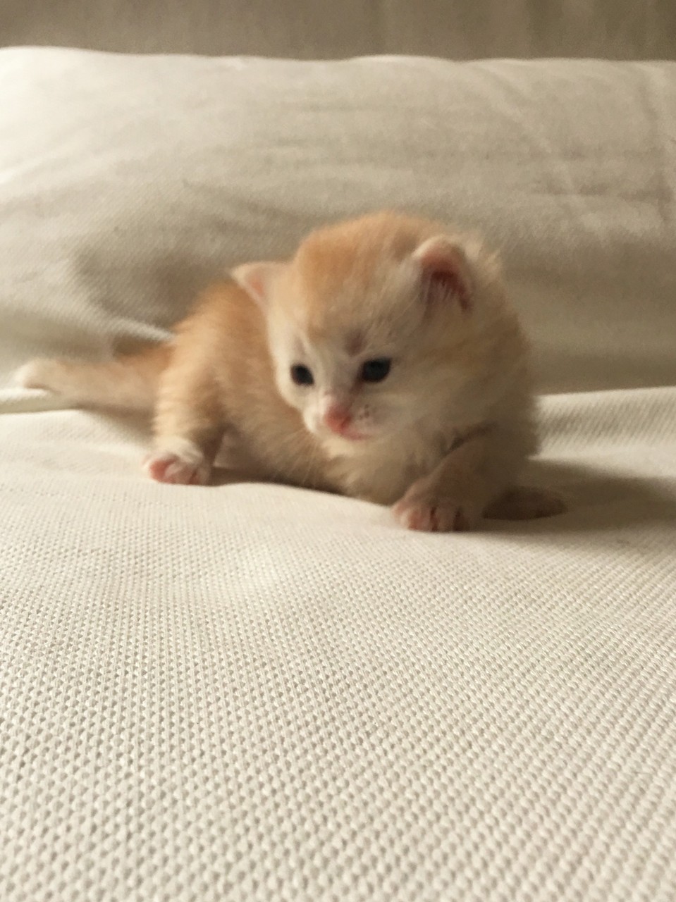 bowie