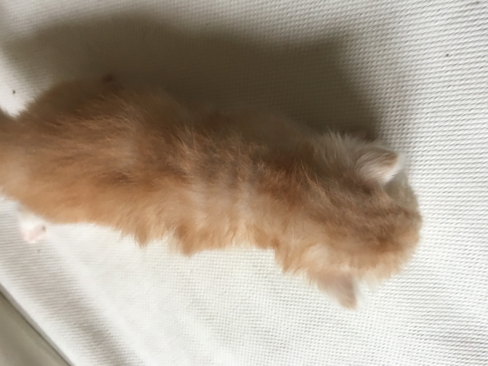 bowie