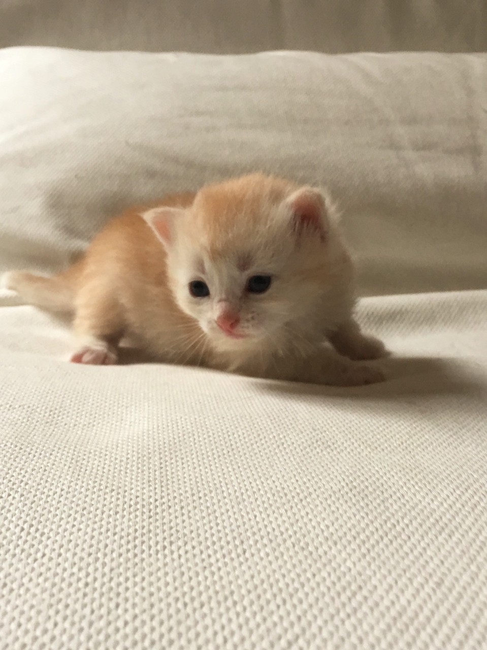 bowie