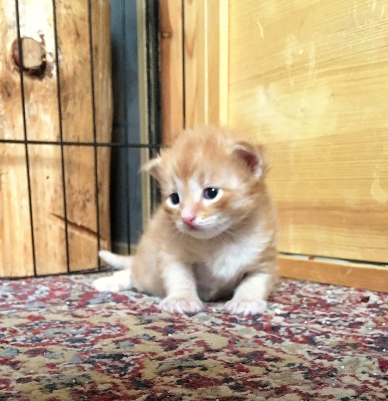 bono