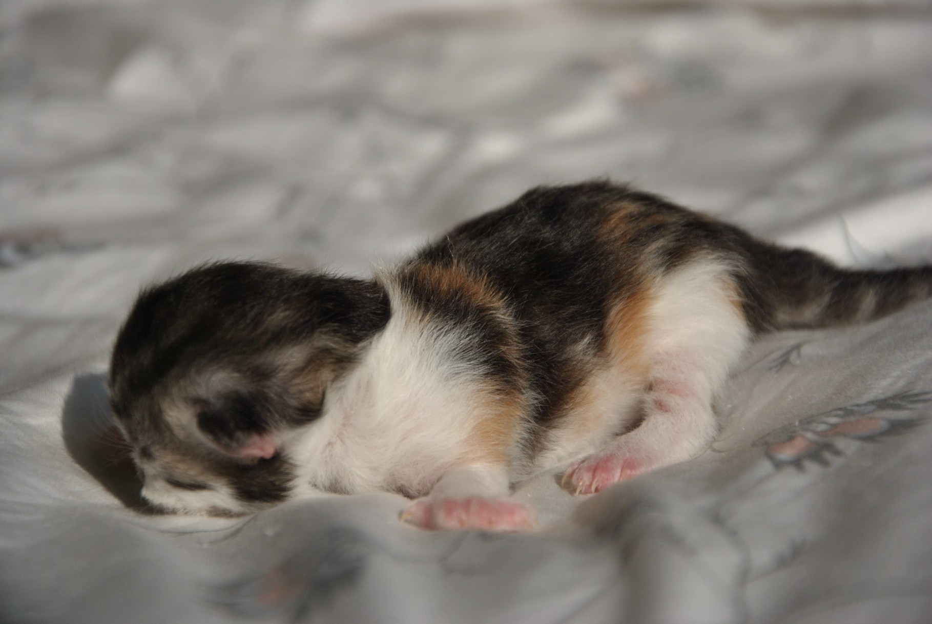 Yuma
