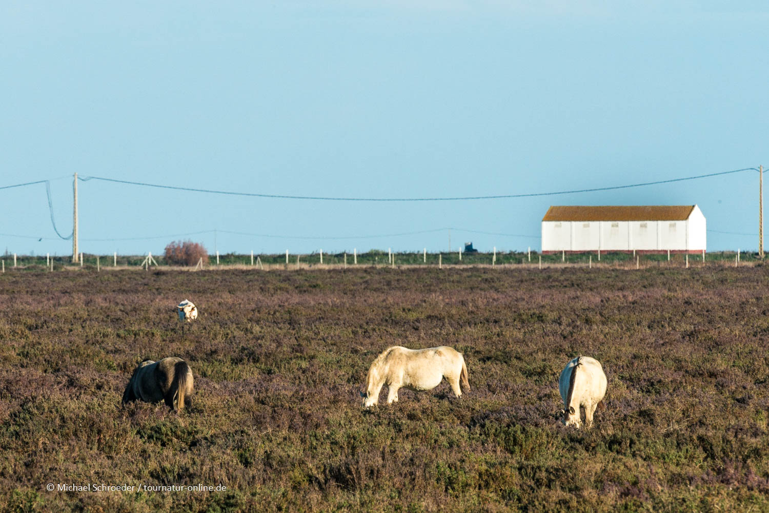 Spanien: Doñana Nationalpark und El Rocío