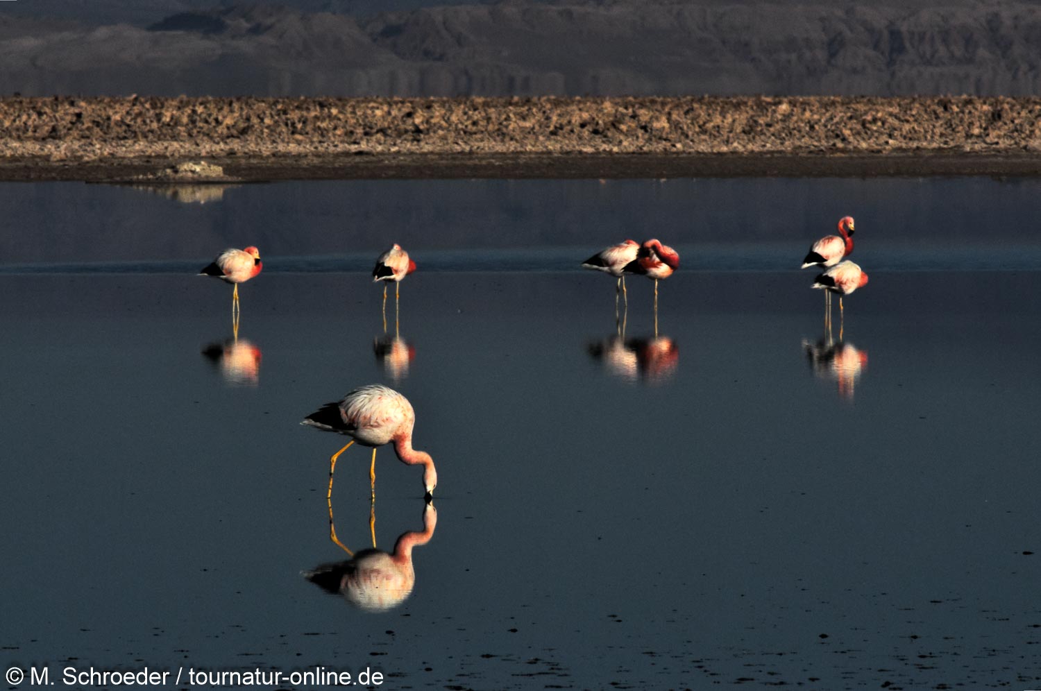 Andenflamingo in der Atacama Chile