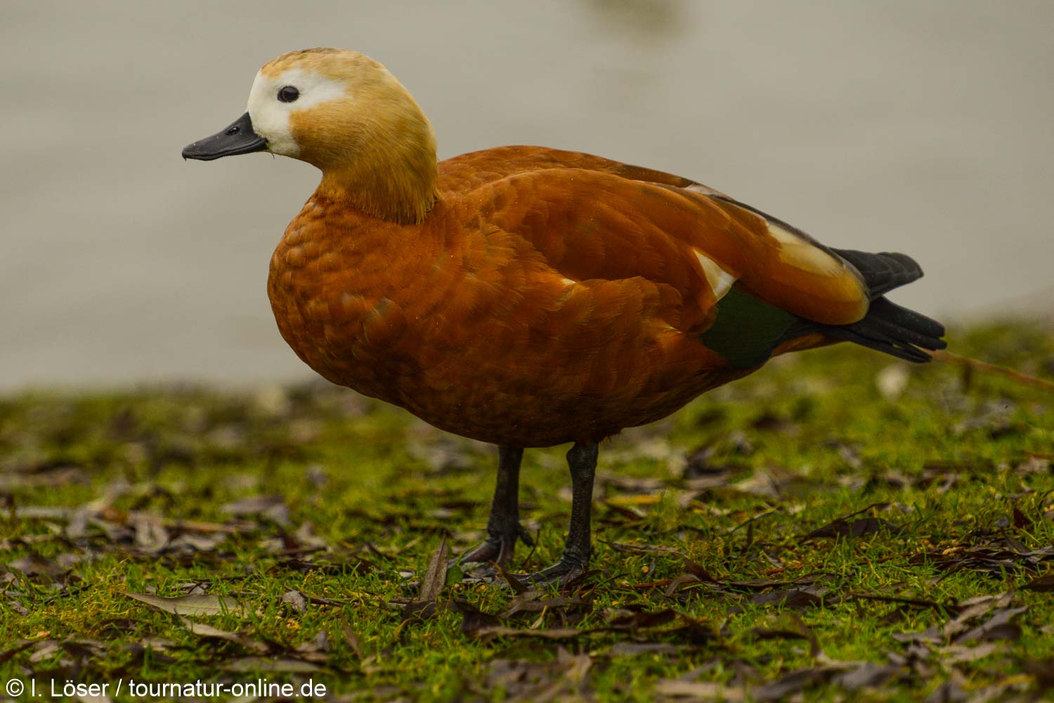 Rostgans - ruddy shelduck (Tadorna ferruginea)