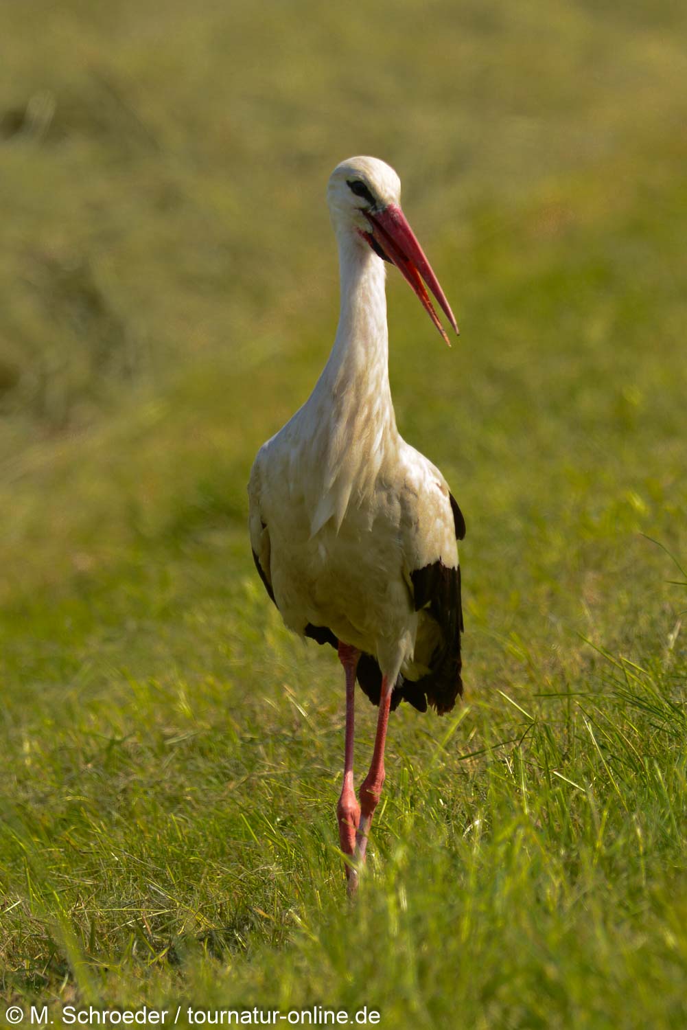 Weißstorch - white stork (Ciconia ciconia) 