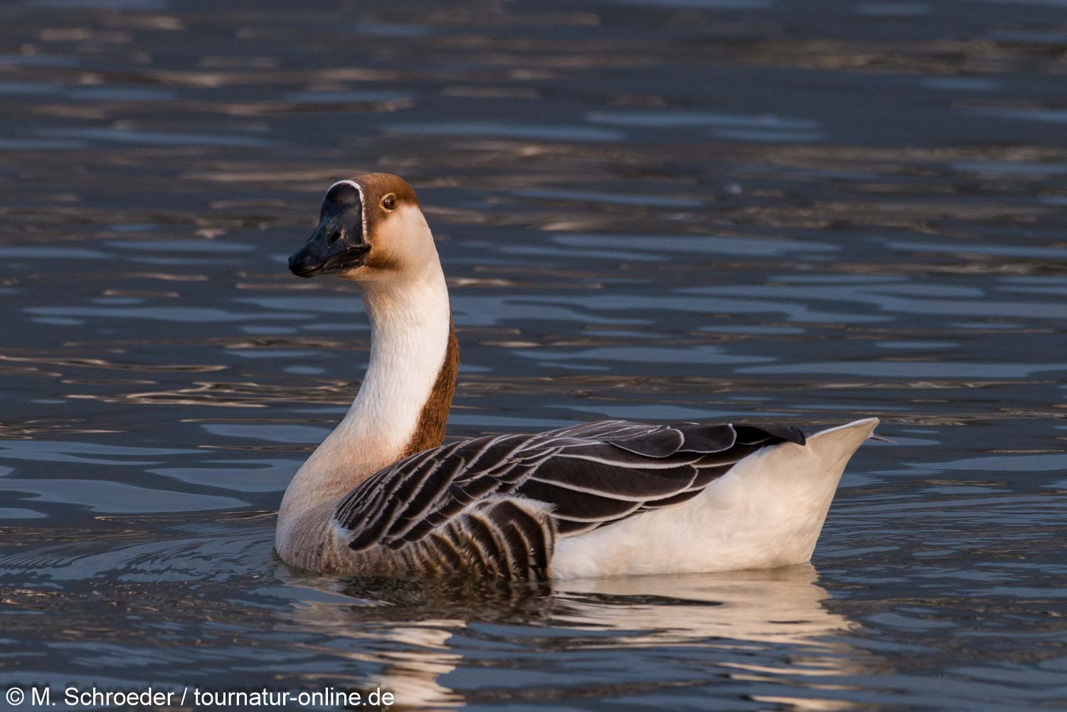 Schwanengans -  swan goose (Anser cygnoides)