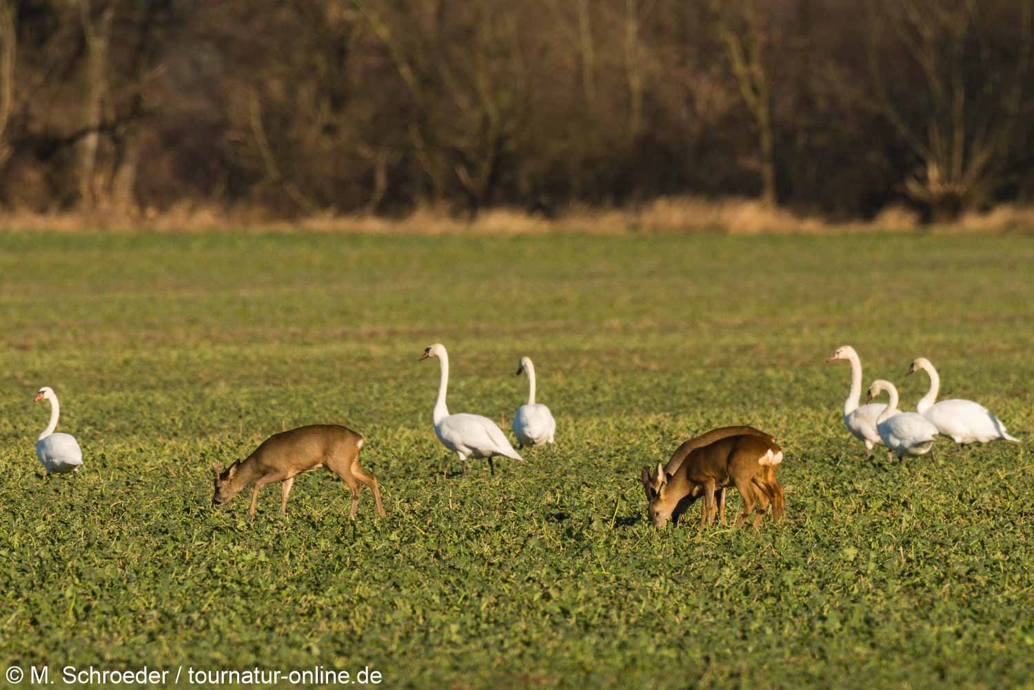 Höckerschwan - mute swan (Cygnus olor) 