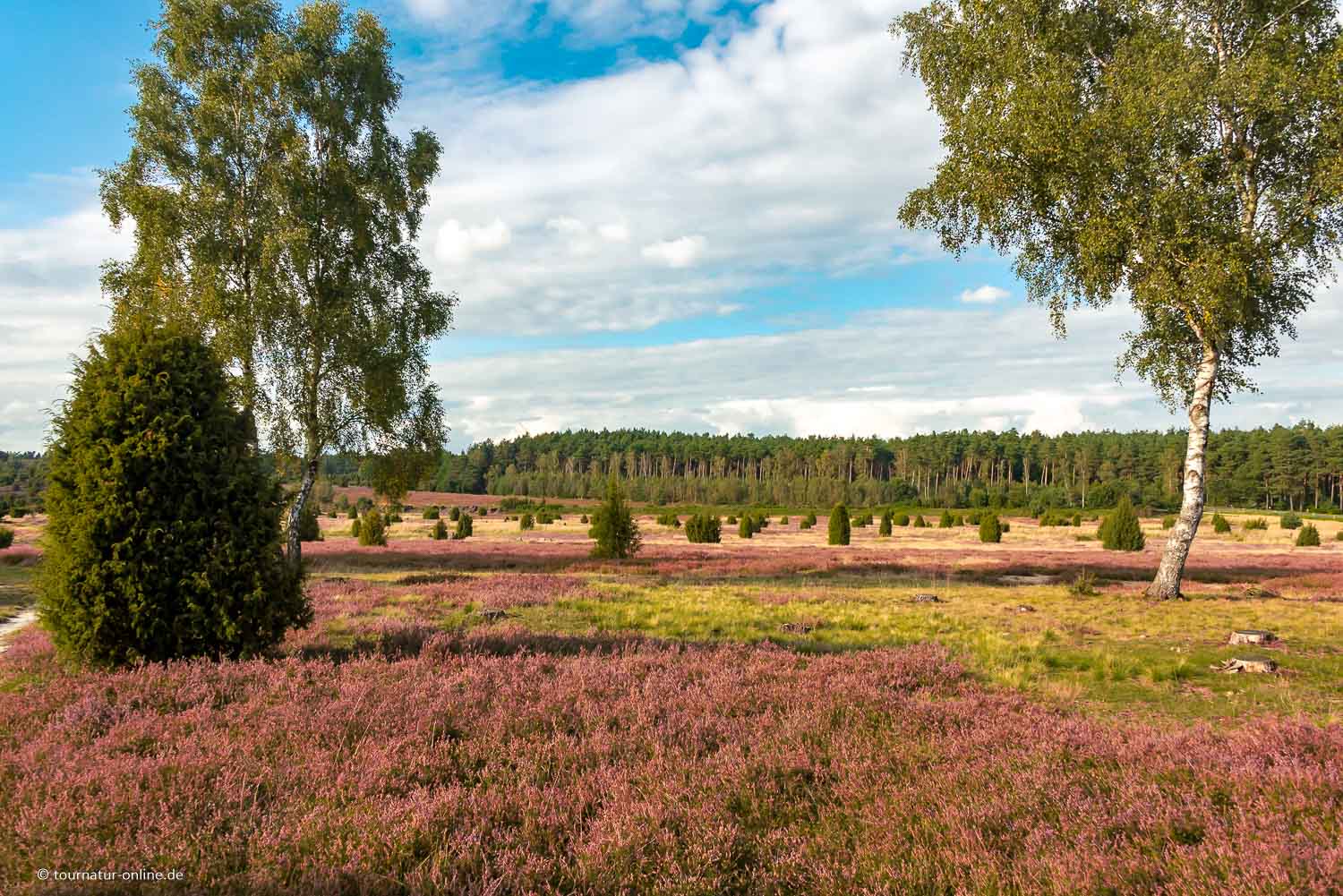 Die Lüneburger Heide