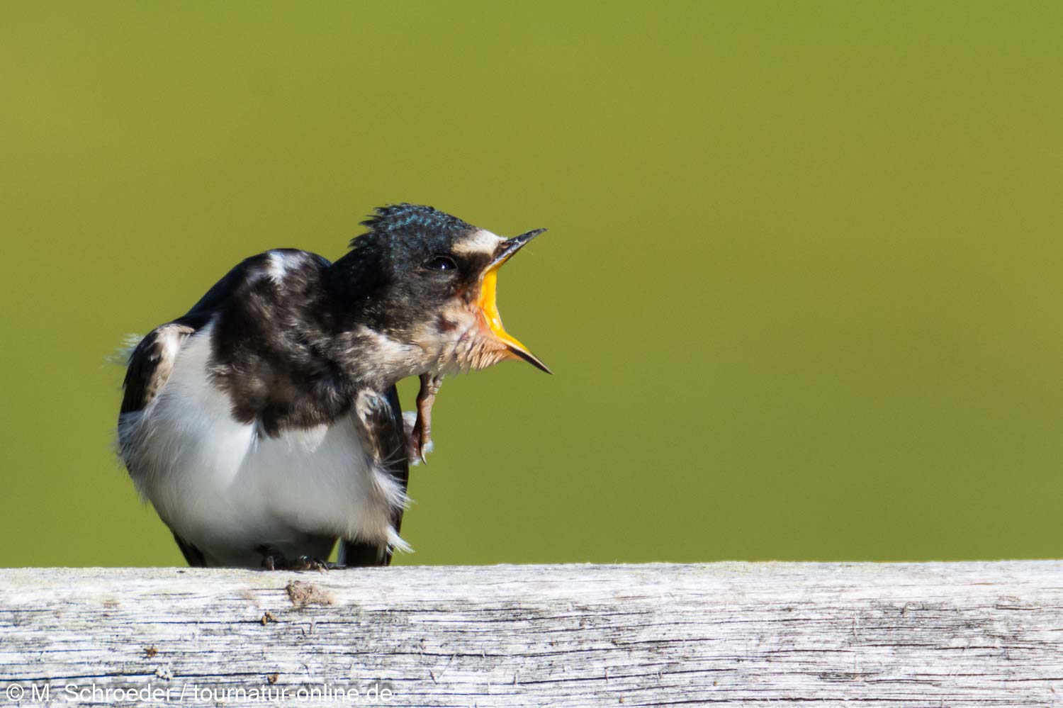 Rauchschwalbe - barn swallow (Hirundo rustica)