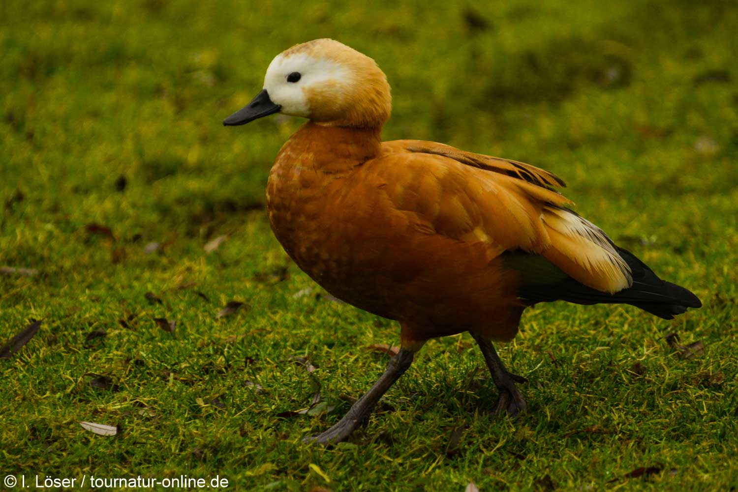 Rostgans - ruddy shelduck (Tadorna ferruginea)