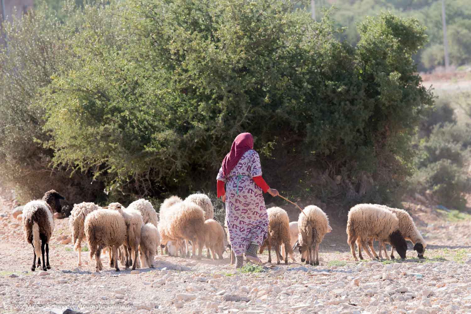 Marokko: Von Paradise Valley nach Tafraoute