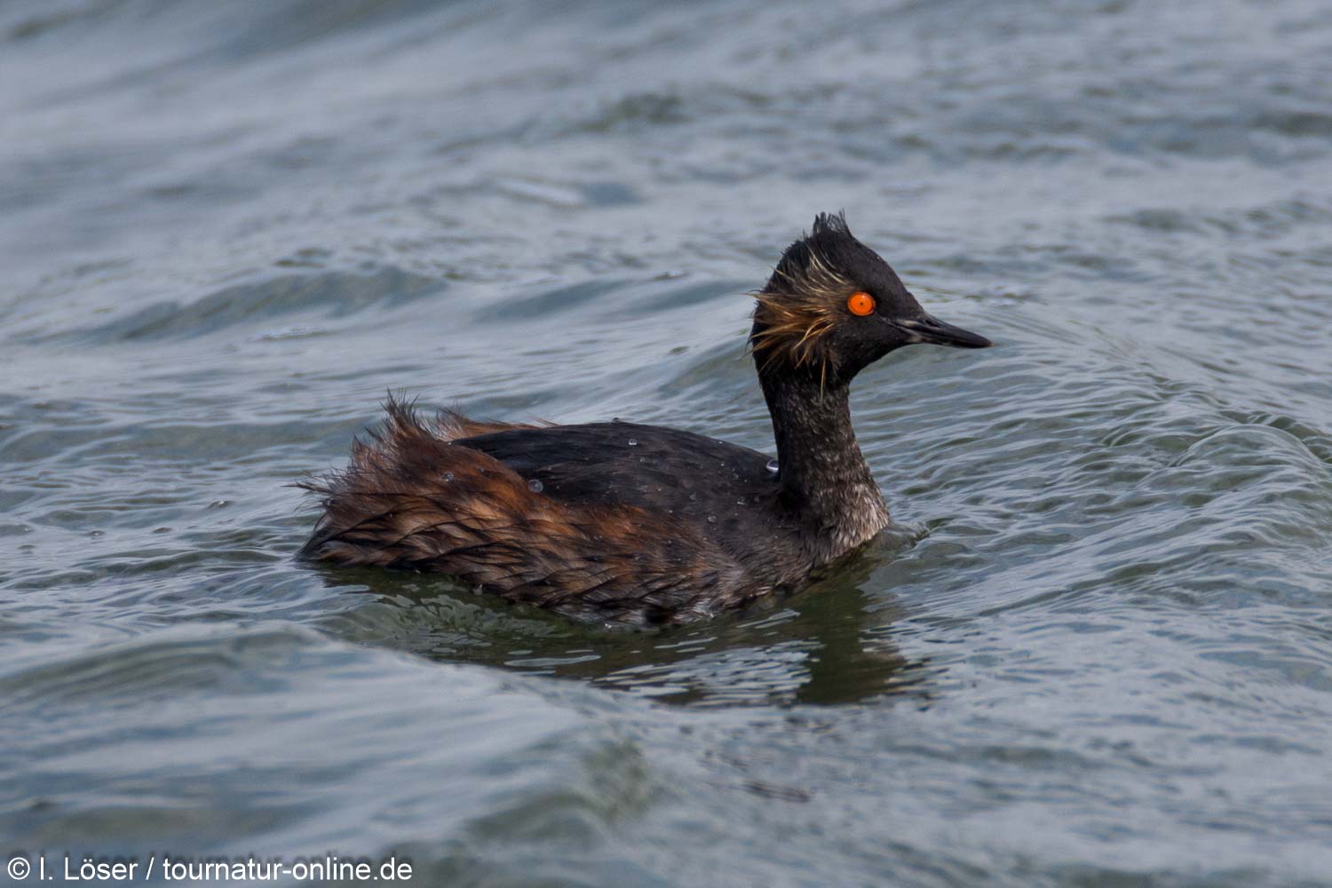 Schwarzhalstaucher - black-necked grebe (Podiceps nigricollis)