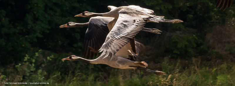 Polder Glies und Polder Bramel bei Bremen