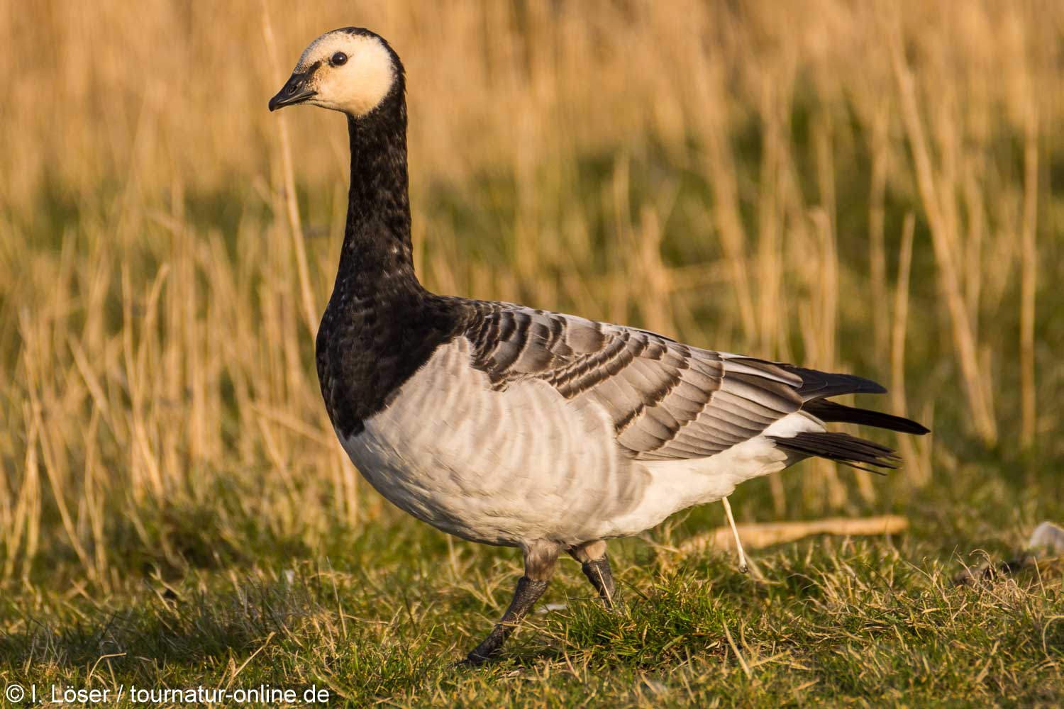 Weißwangengans - Nonnengans - barnacle goose (Branta leucopsis) 