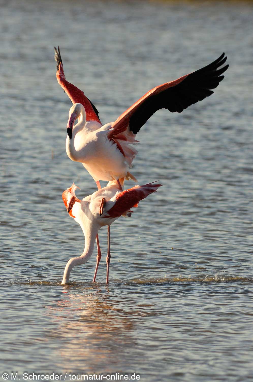 Rosaflamingo - greater flamingo (Phoenicopterus roseus)