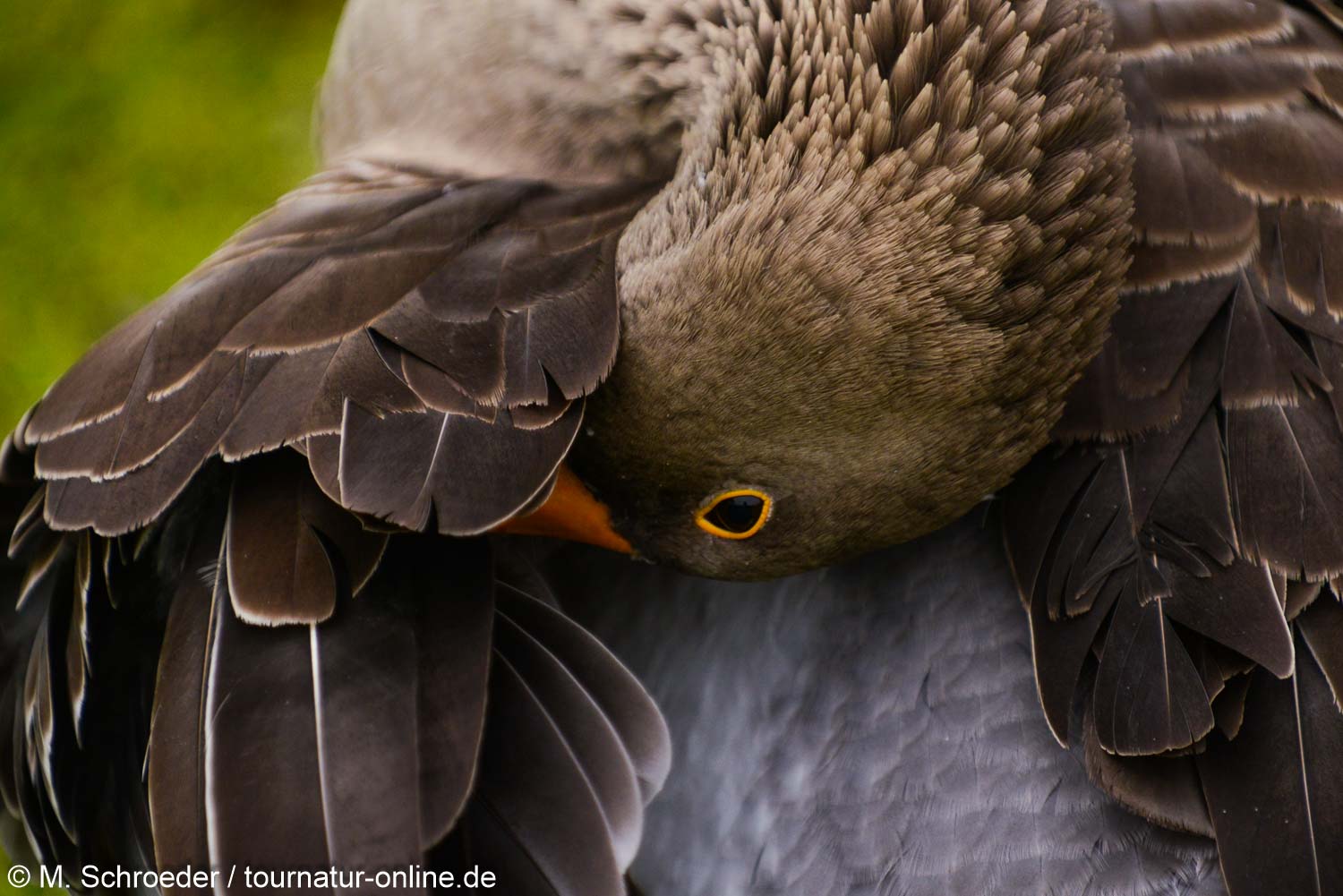 Graugans - greylag goose (Anser anser) 