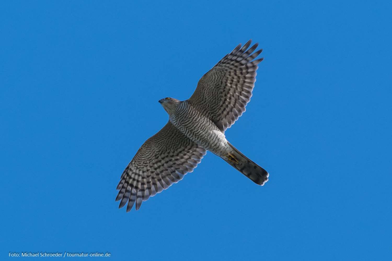 Falsterbo - Ornithologen unter sich
