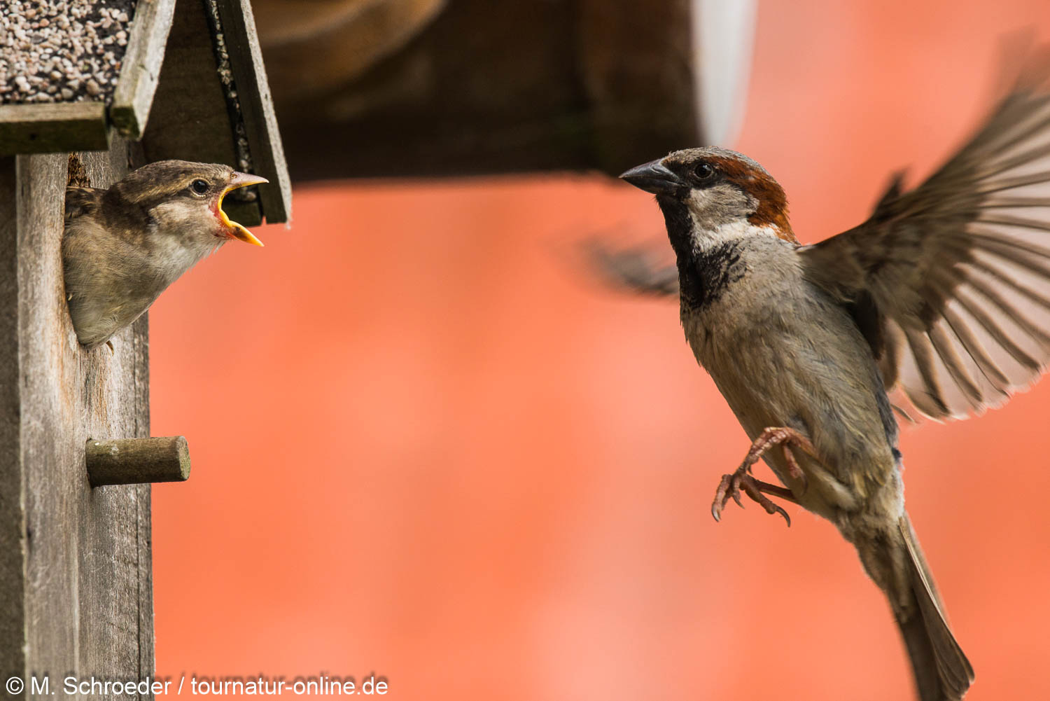 Haussperling - house sparrow (Passer domesticus)