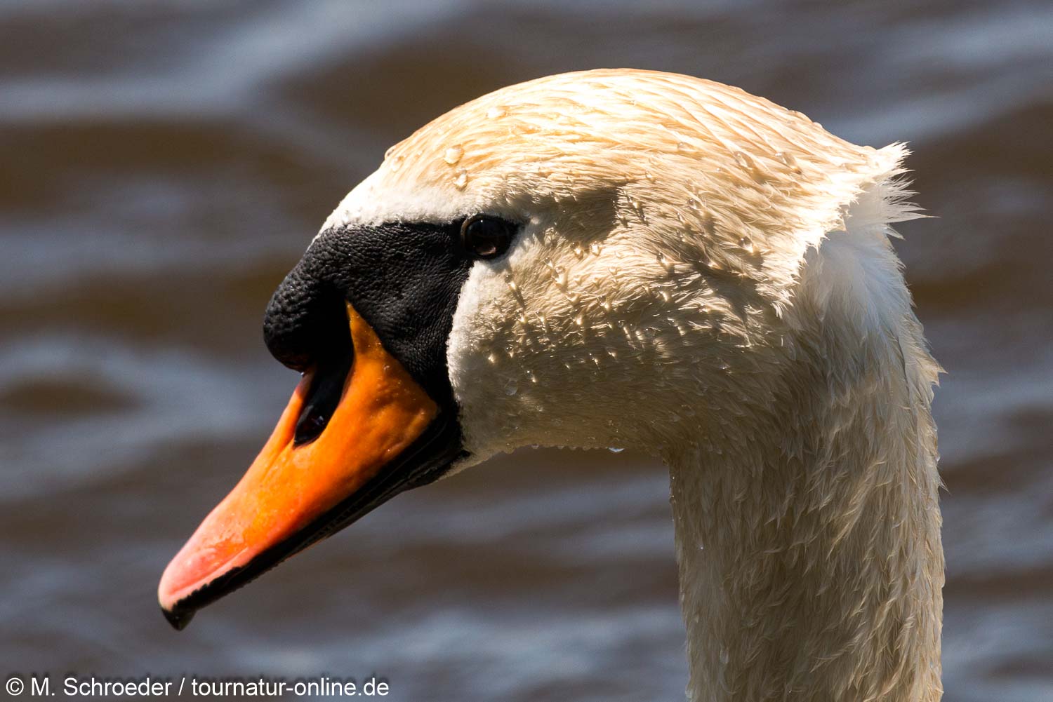 Höckerschwan - mute swan (Cygnus olor) 