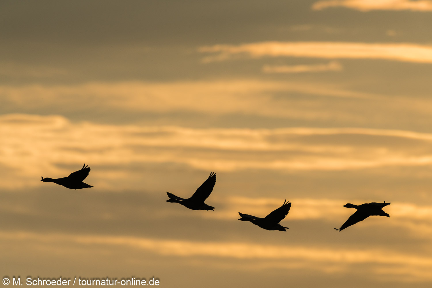 Graugans - greylag goose (Anser anser) 