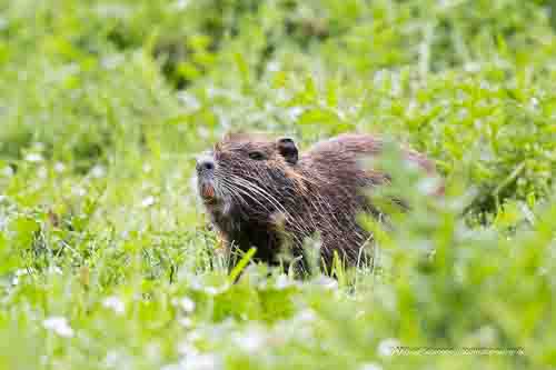 Nutria