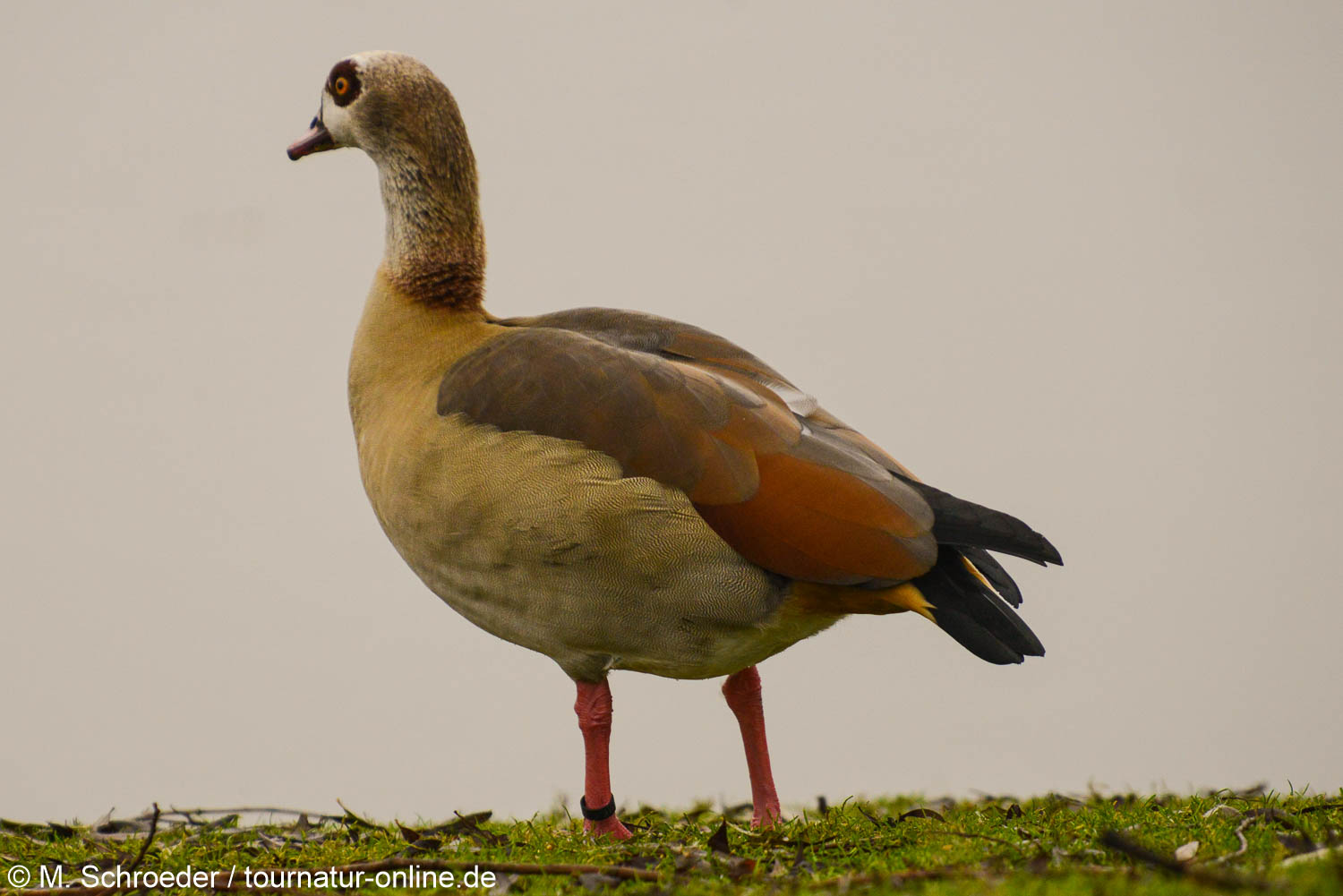 Nilgans - Egyptian goose (Alopochen aegyptiaca)