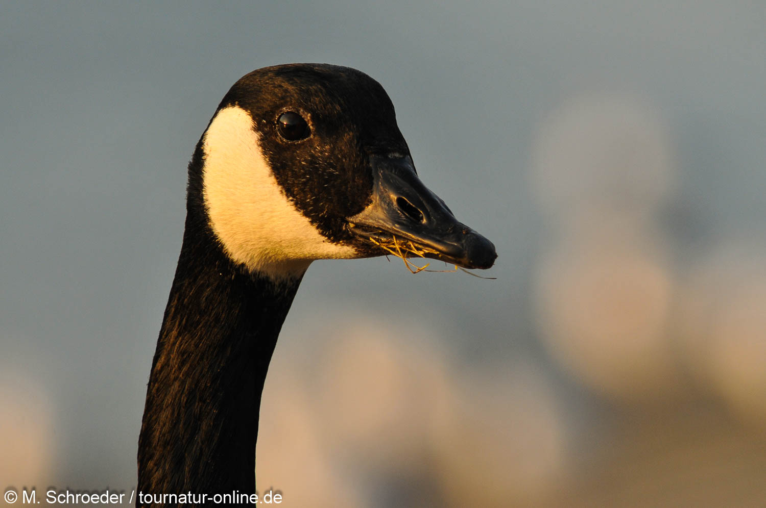 Kanadagans - Canada goose (Branta canadensis)
