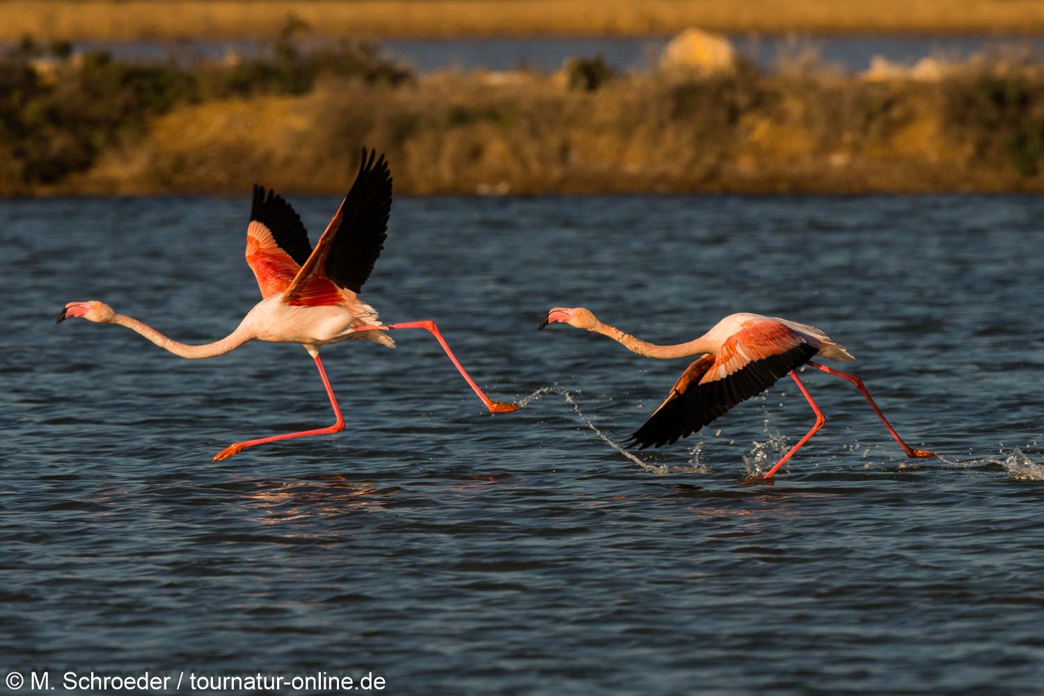 Rosaflamingo - greater flamingo (Phoenicopterus roseus)