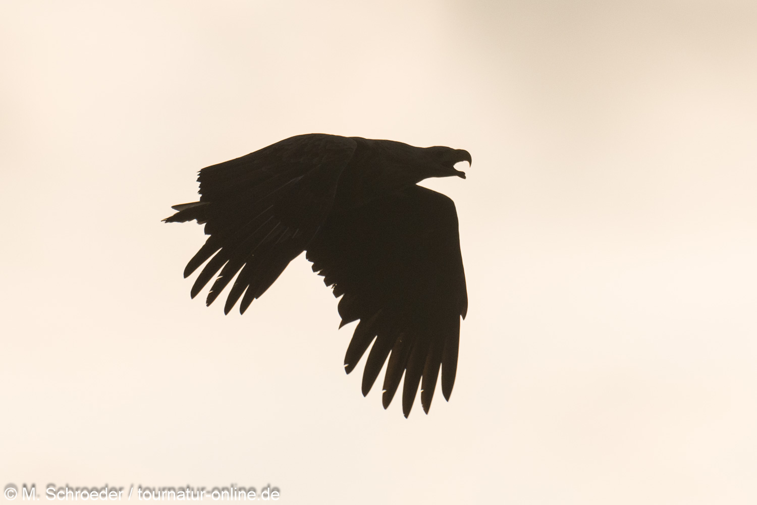 Seeadler - White-tailed eagle (Haliaeetus albicilla)