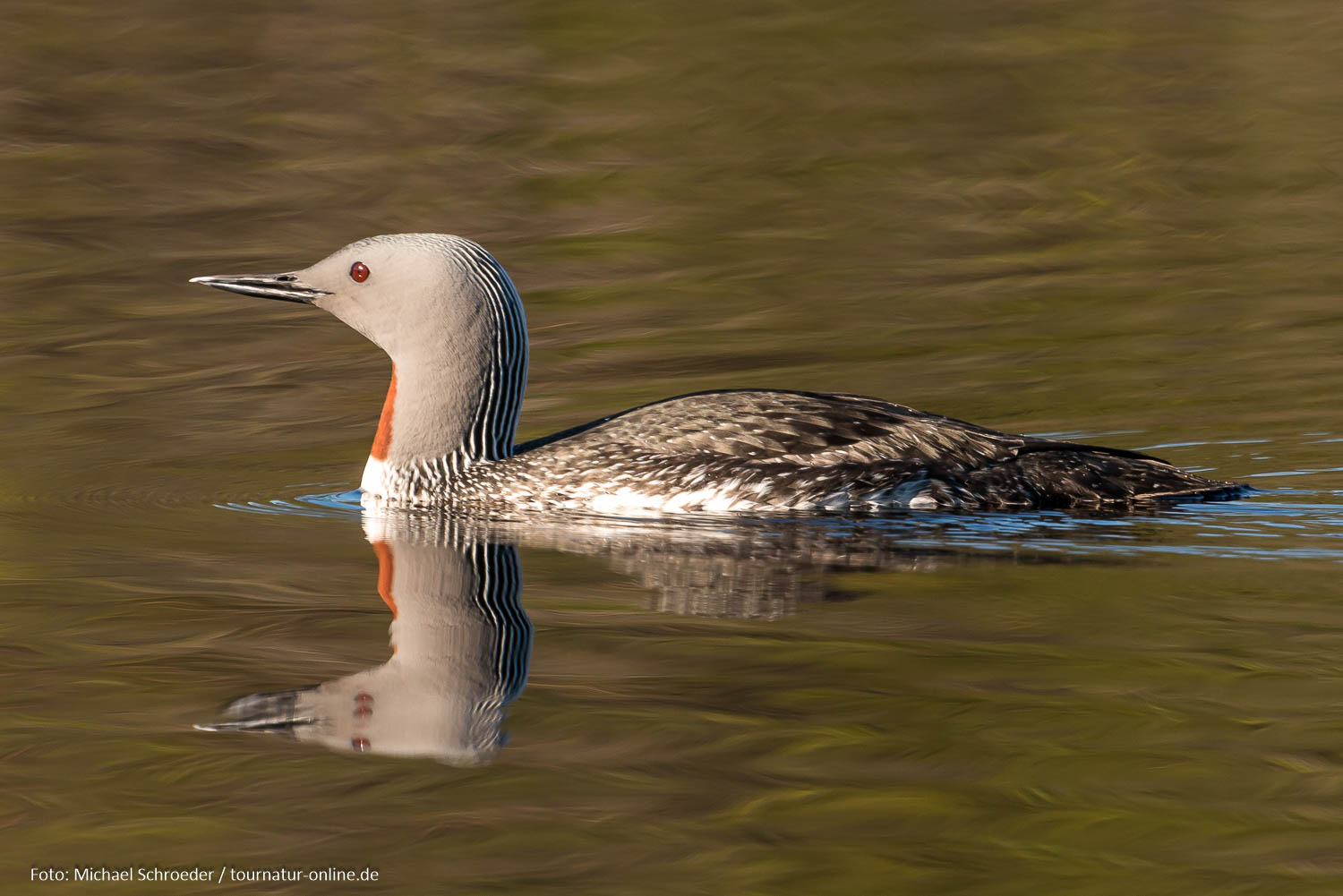 - Sterntaucher bei Örebro