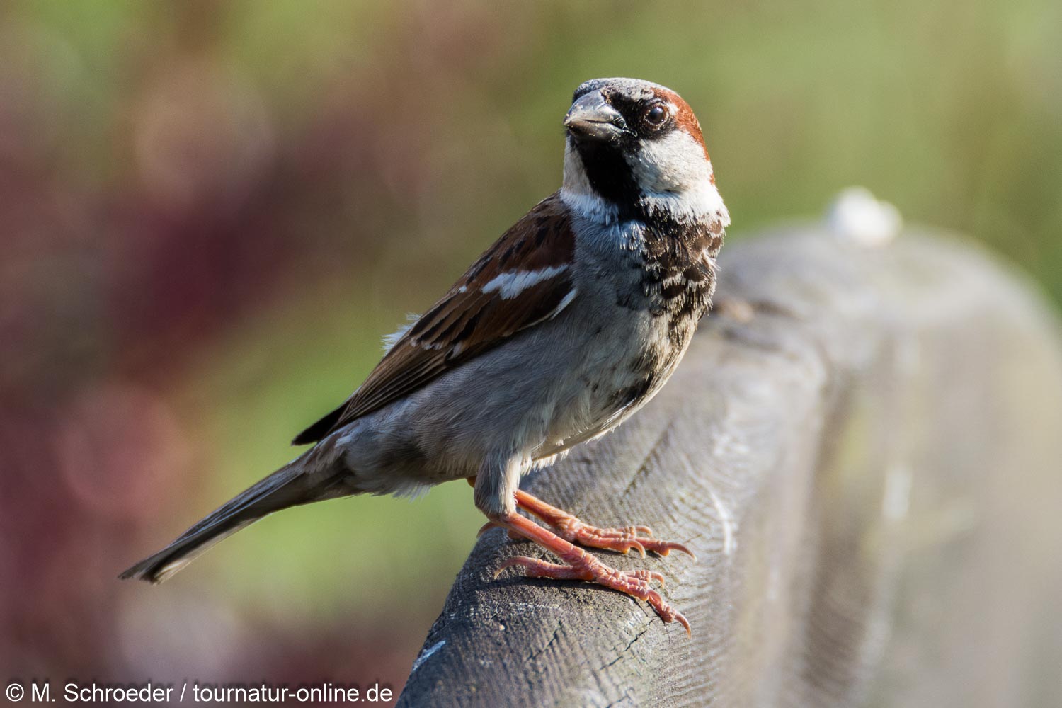 Haussperling - house sparrow (Passer domesticus)