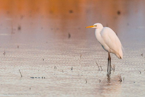 Vogelparadies Ebro-Delta