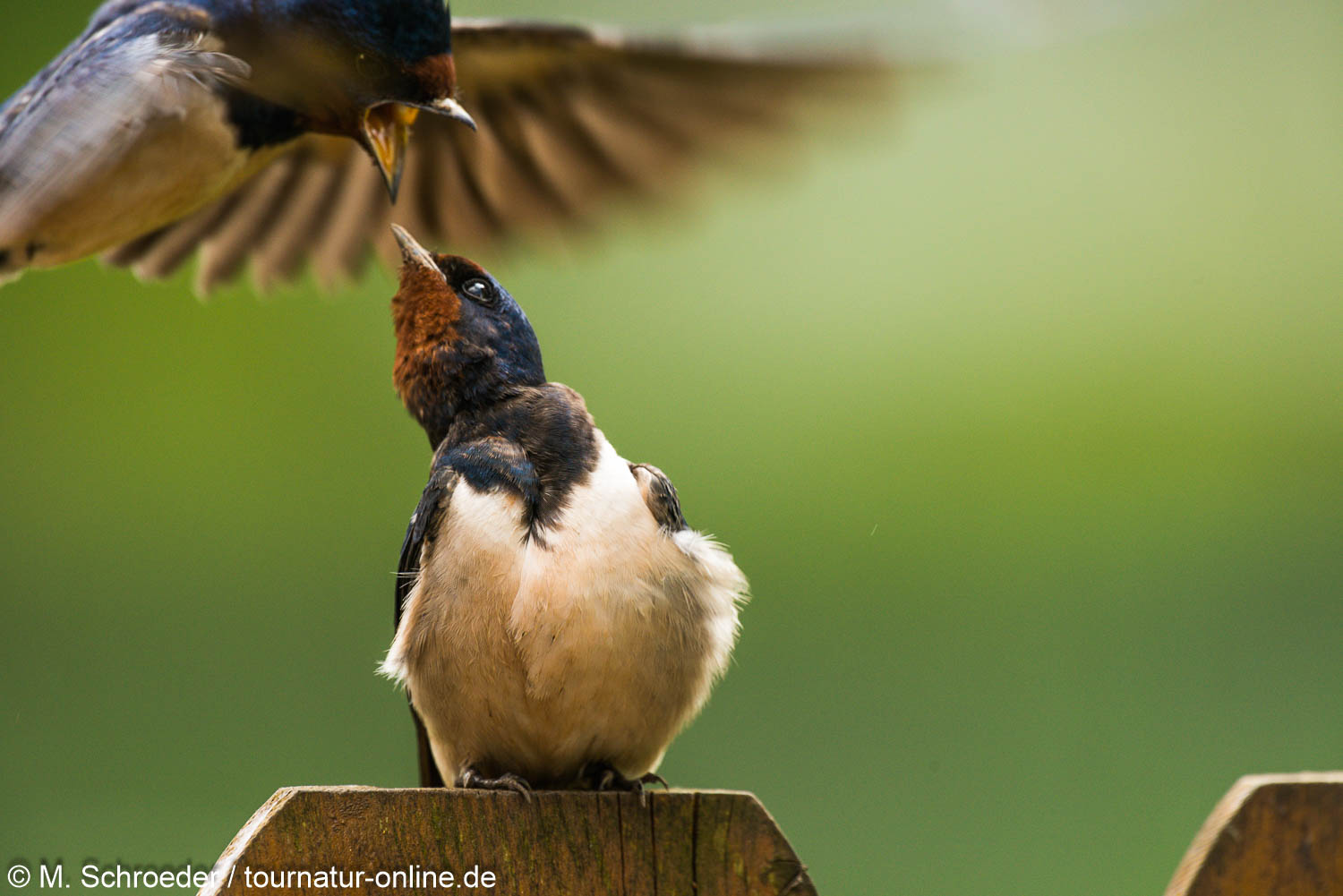 Rauchschwalbe - barn swallow (Hirundo rustica)