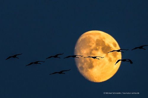 - Den Zug der Kraniche beobachten