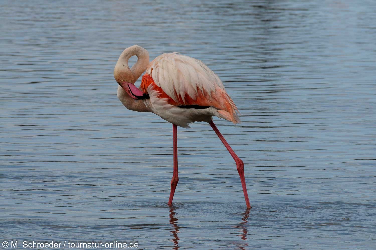 Rosaflamingo - greater flamingo (Phoenicopterus roseus)